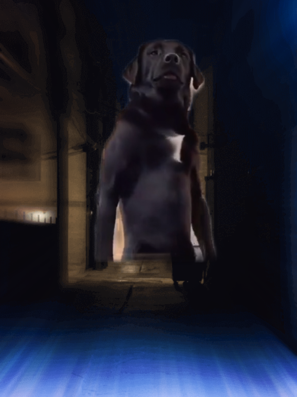 @Jack Russell Ko