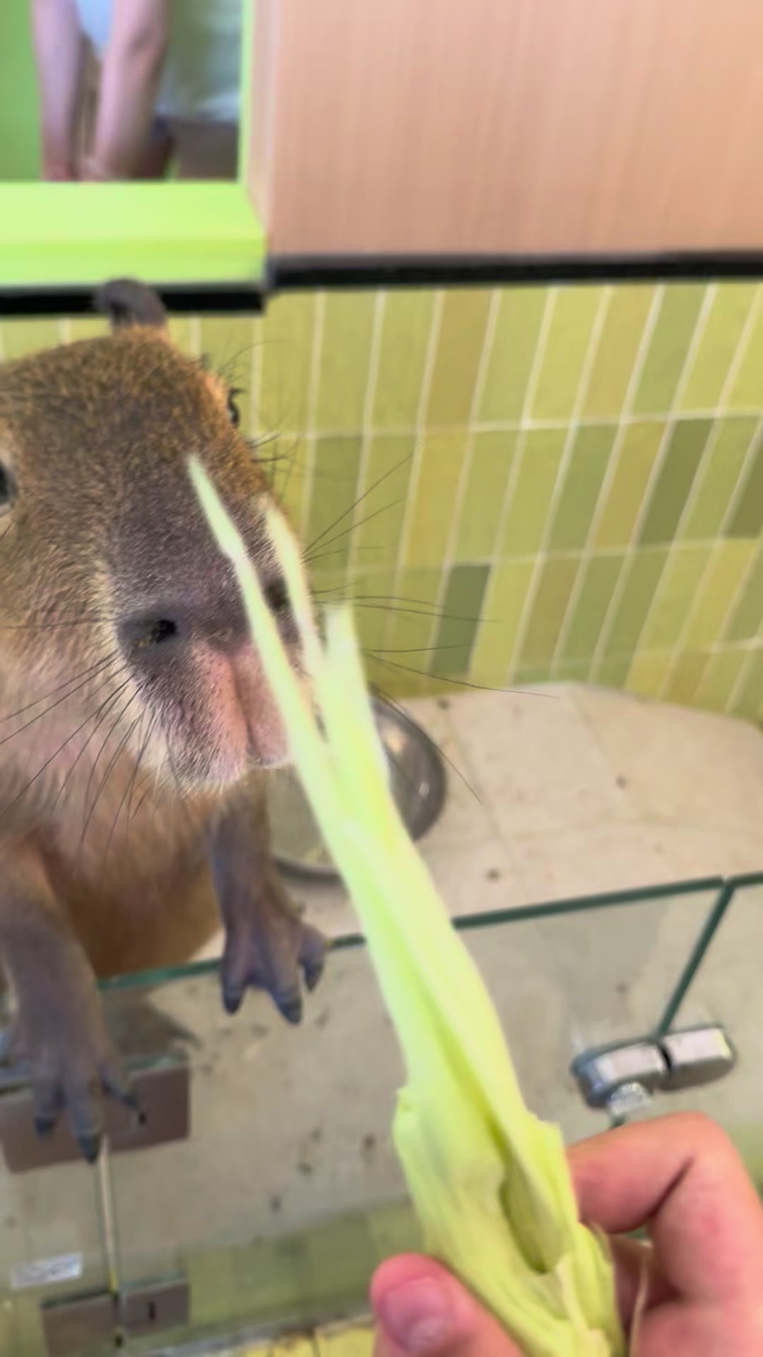 @capybara121224