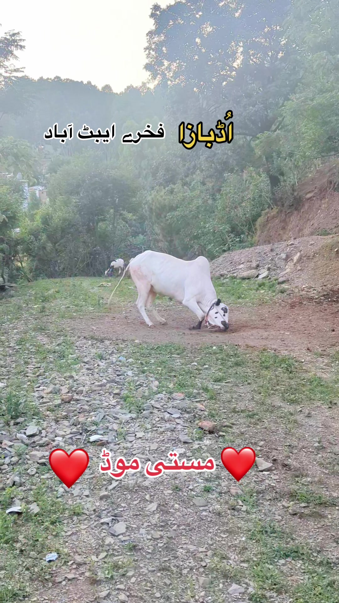 @محمد جنید (ایبٹ آباد)