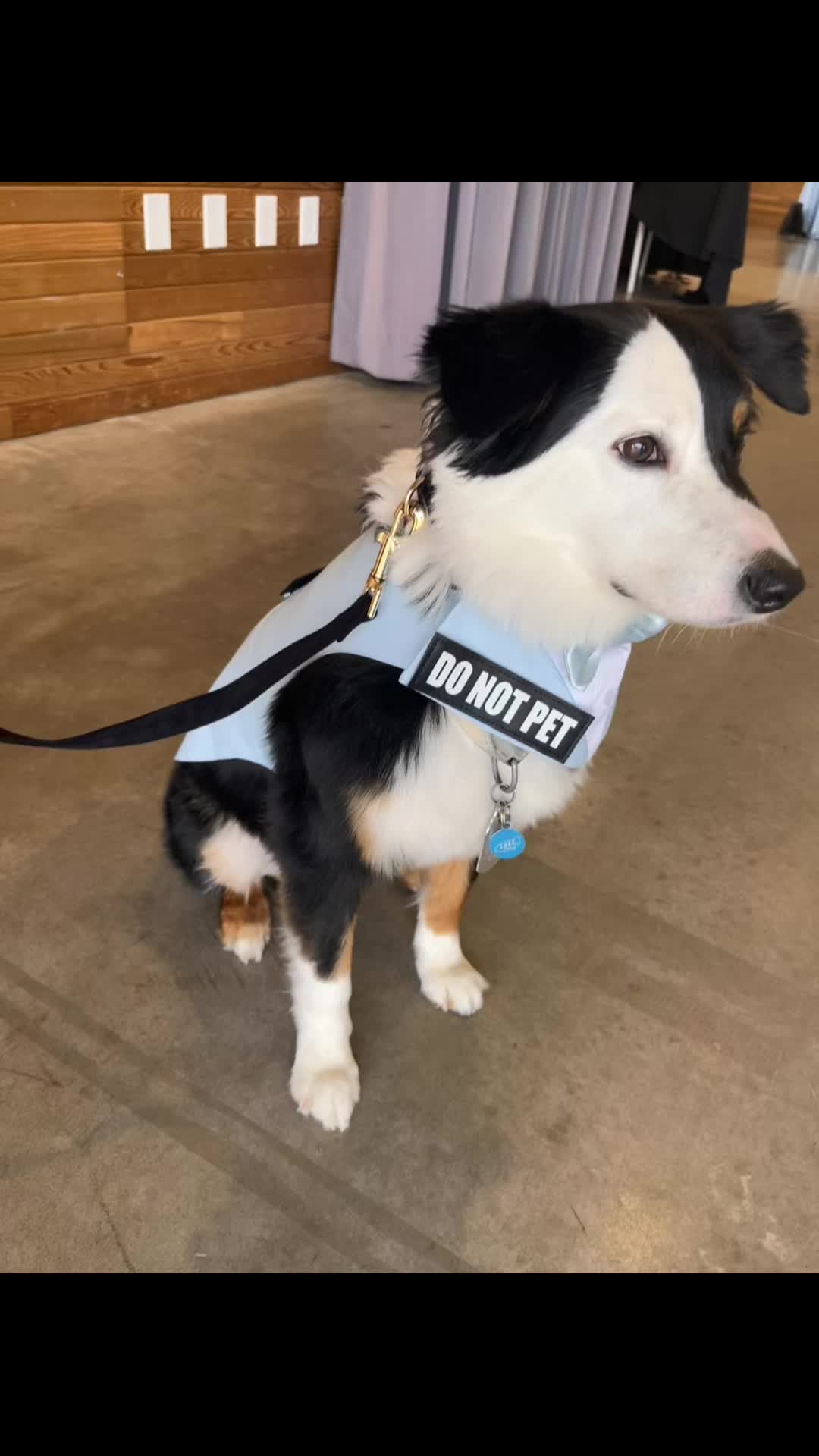 @Jay TheDog Trainer