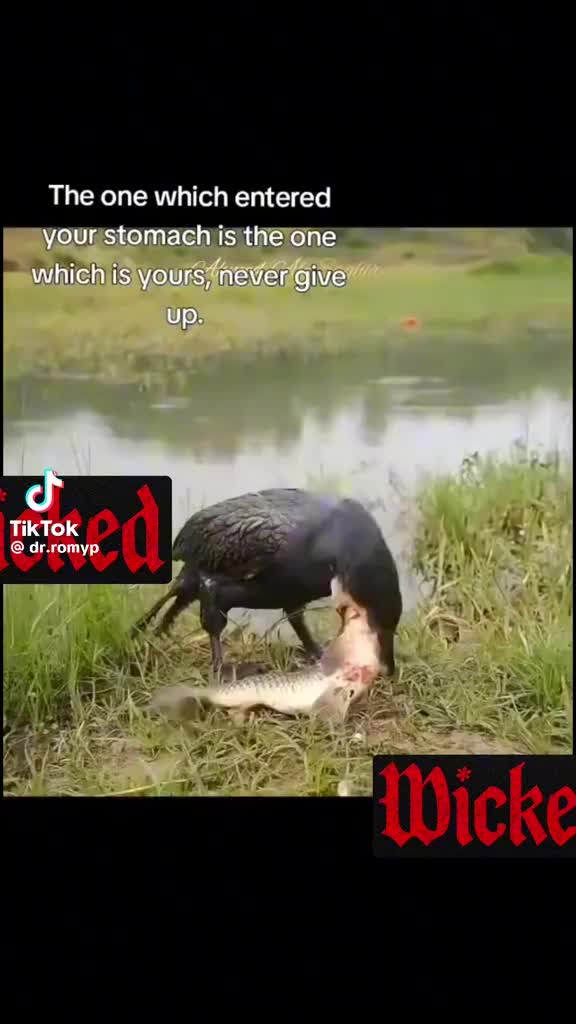@fl