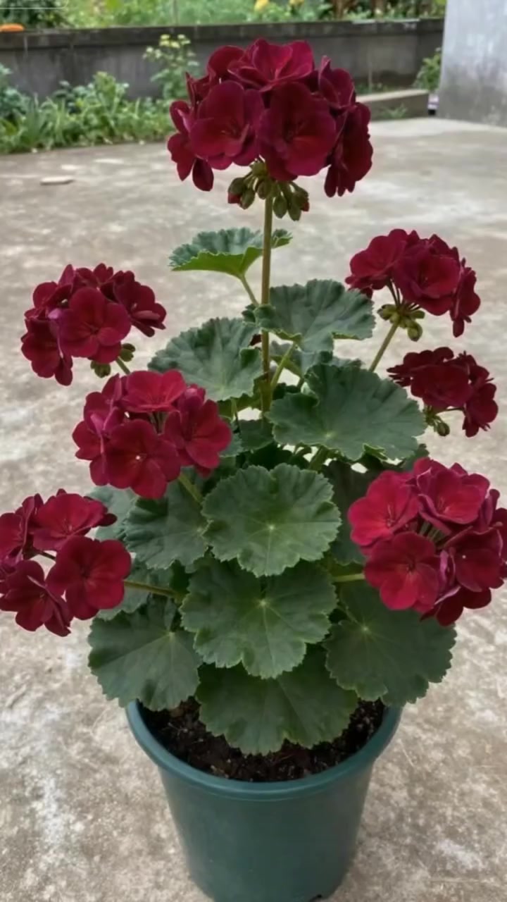 @💧Çiçek dostu 🇹🇷💧