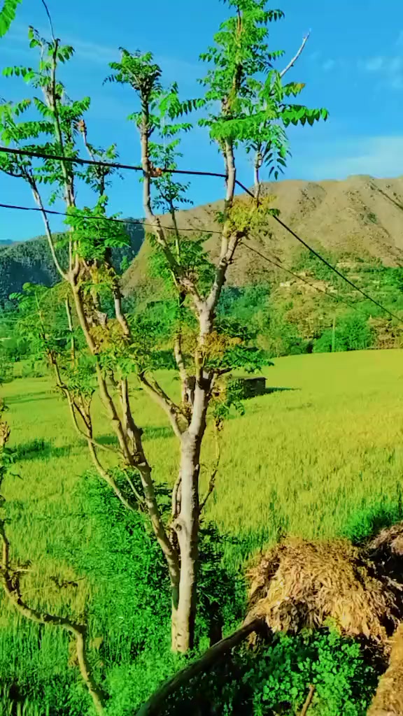 @NAJEEB ULLAH 771
