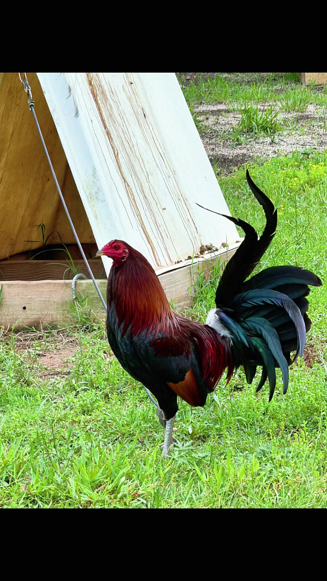 @Quốc Bảo ( baosting)