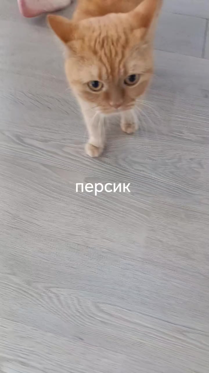 @amusleninblyadina
