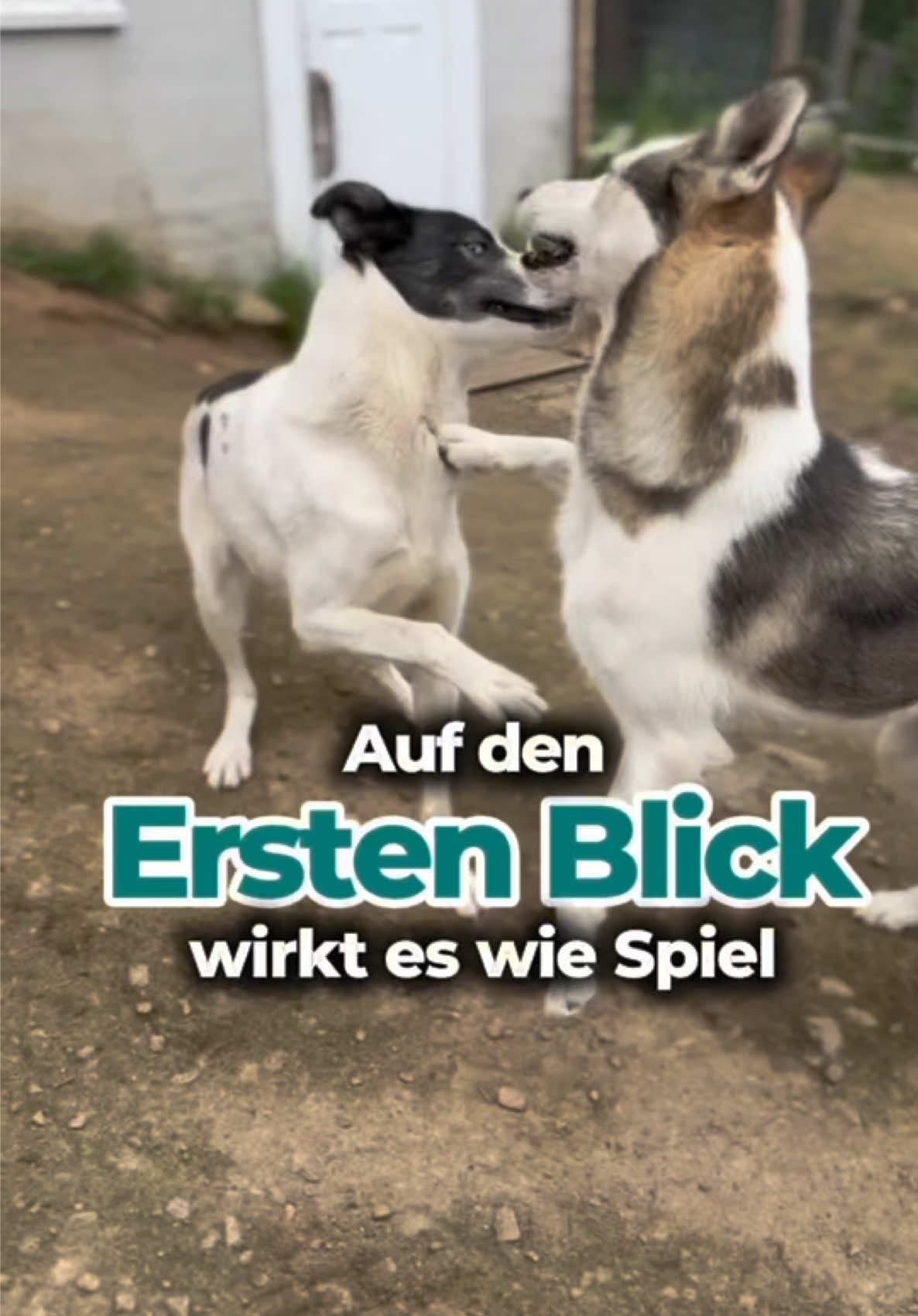 @Mehrere Hunde, ein Team!
