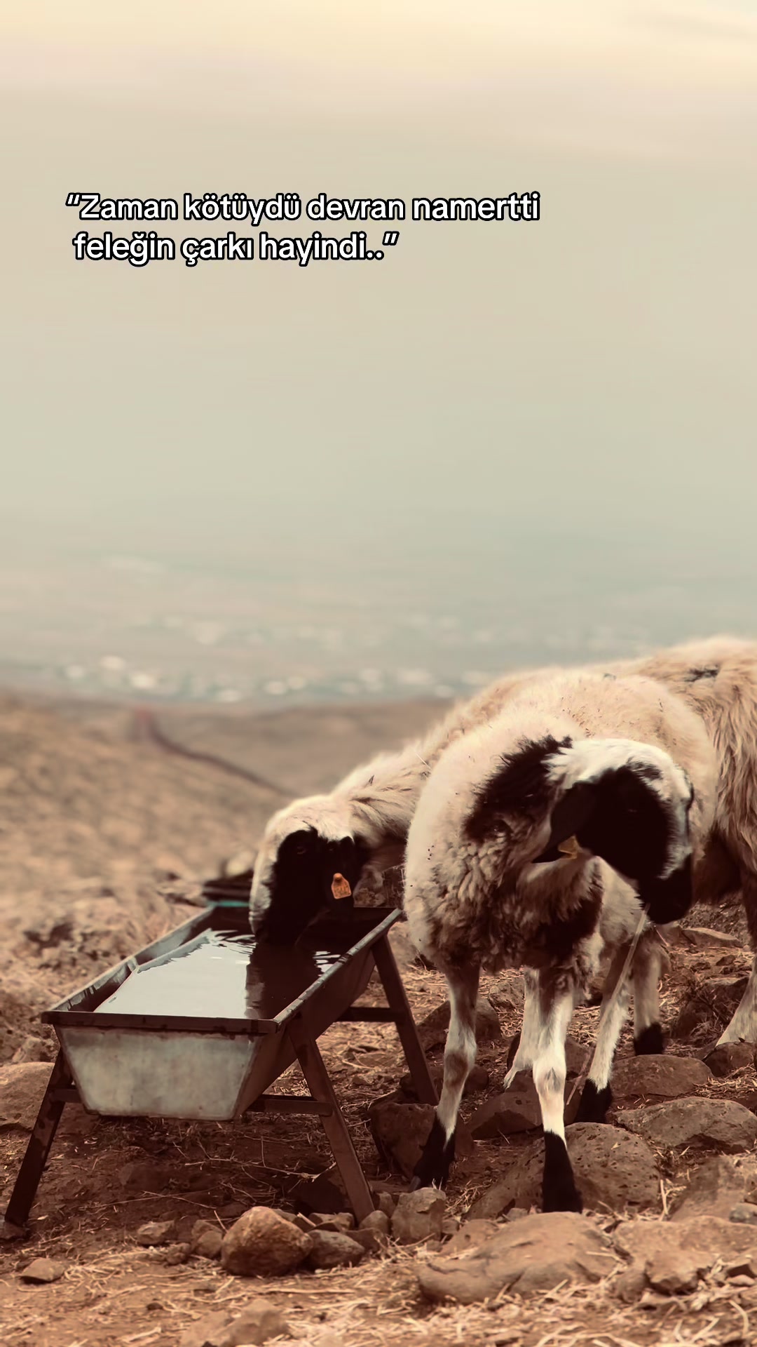 @𝗘𝗟İ𝗧 Ş𝗜𝗪𝗔𝗡☀️
