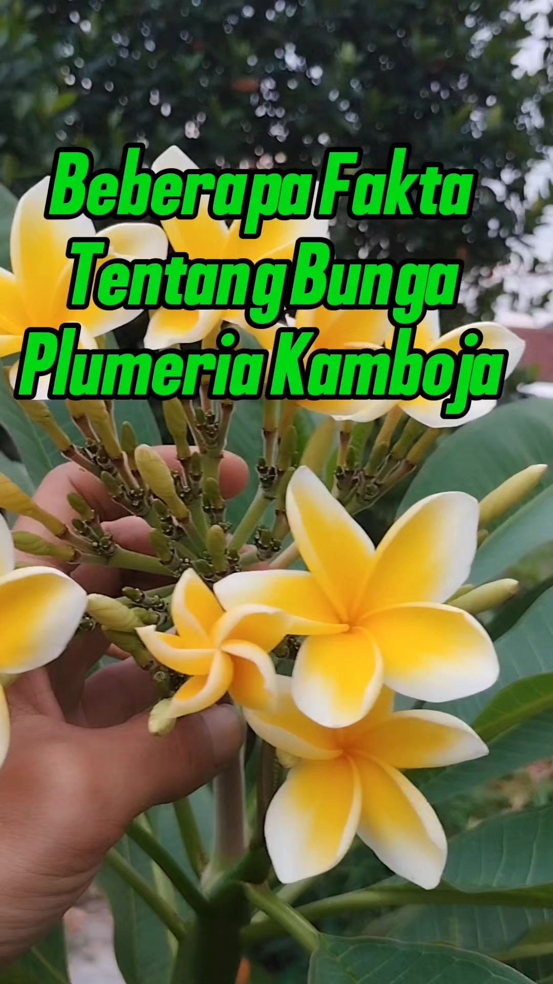 @Bukit Farming