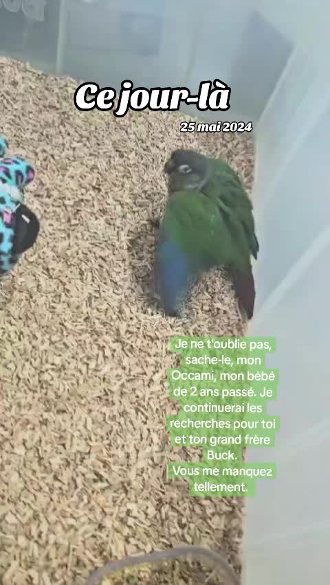 @Ilo🩵💜 - Nala et Falco❤️💙
