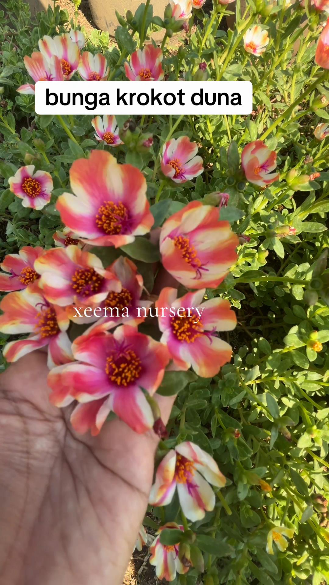 @Xeema_Nursery