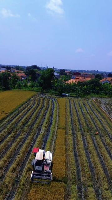 @MS.AGUS JURAGAN PARI 🌾
