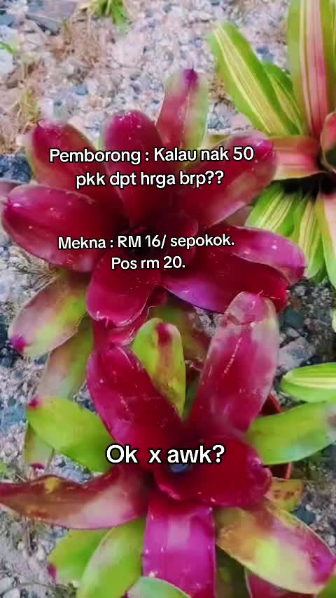 @MEKNA Garden