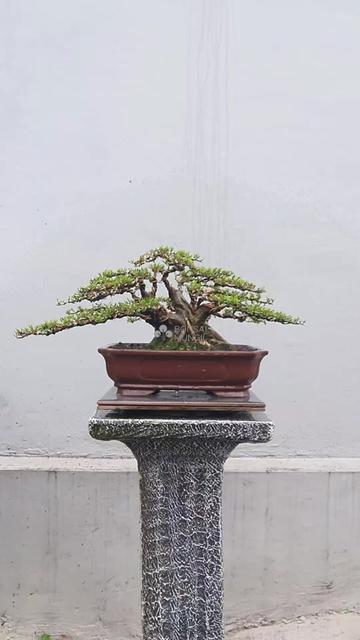 @Bonsai Mungil
