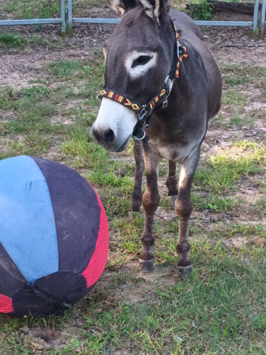 @Tacothewonderdonkey