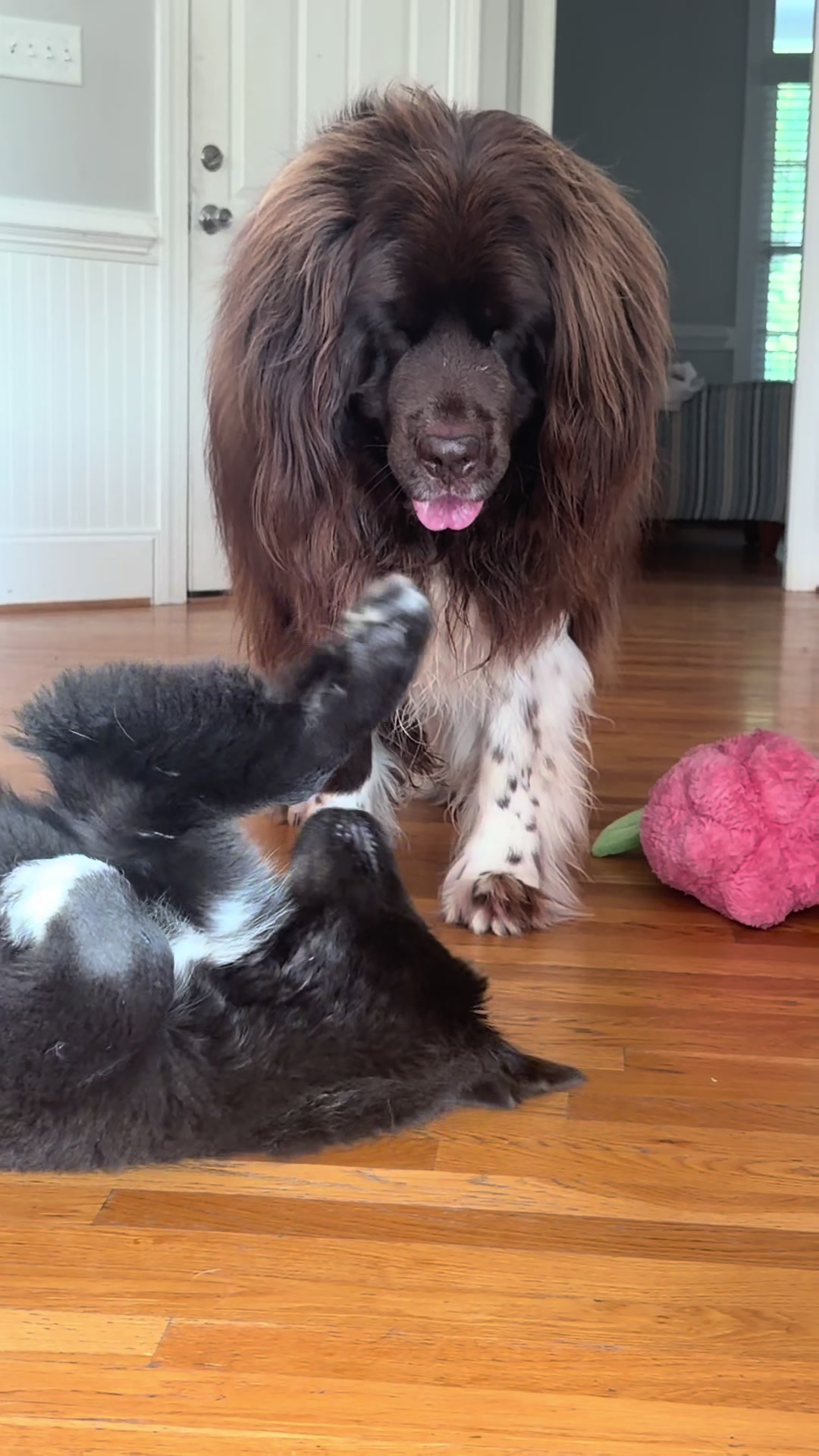 @Chewy The Newfoundland