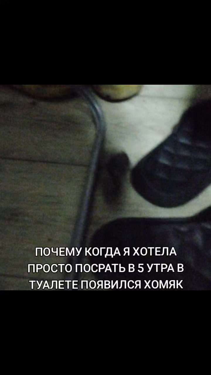 @Пися слона 🥶