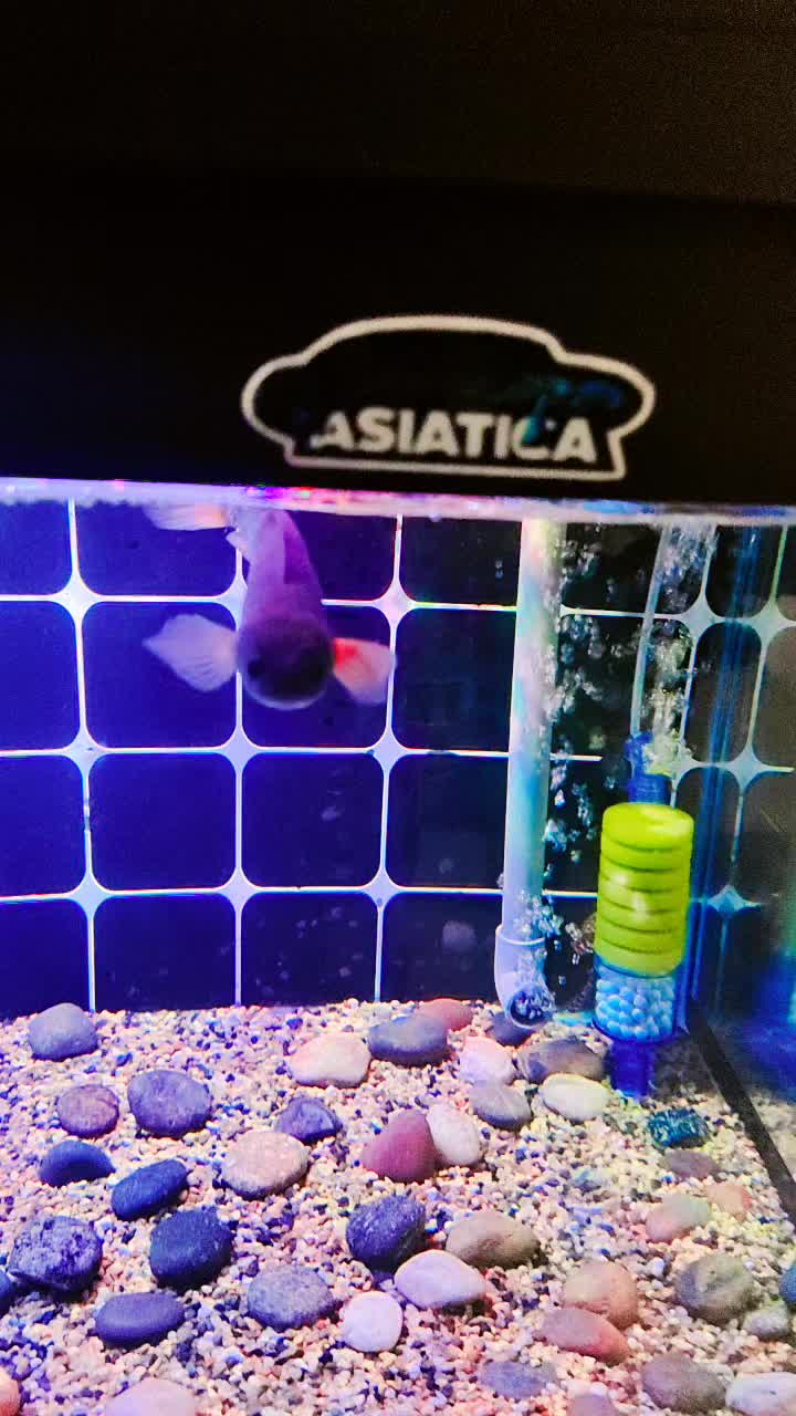 @💚NeLsoN🇲🇾PaNdabAbY⬇️🏳️🌈