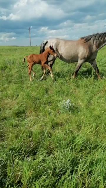 @КК "Фриз"🏇