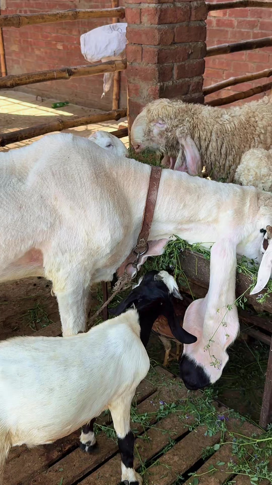 @Shiraz livestock