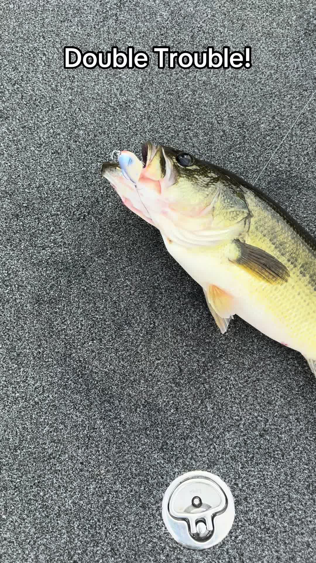 @evan_whitefishing