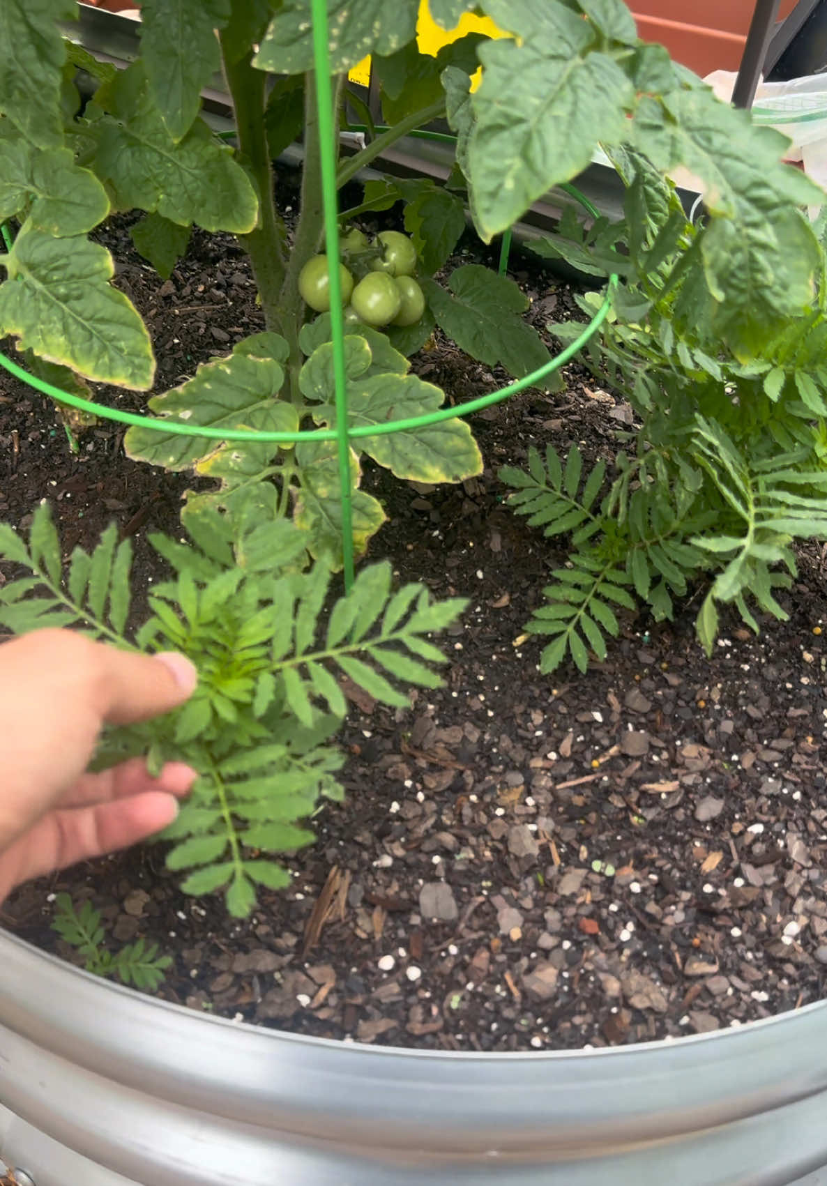 @Buff Gardener