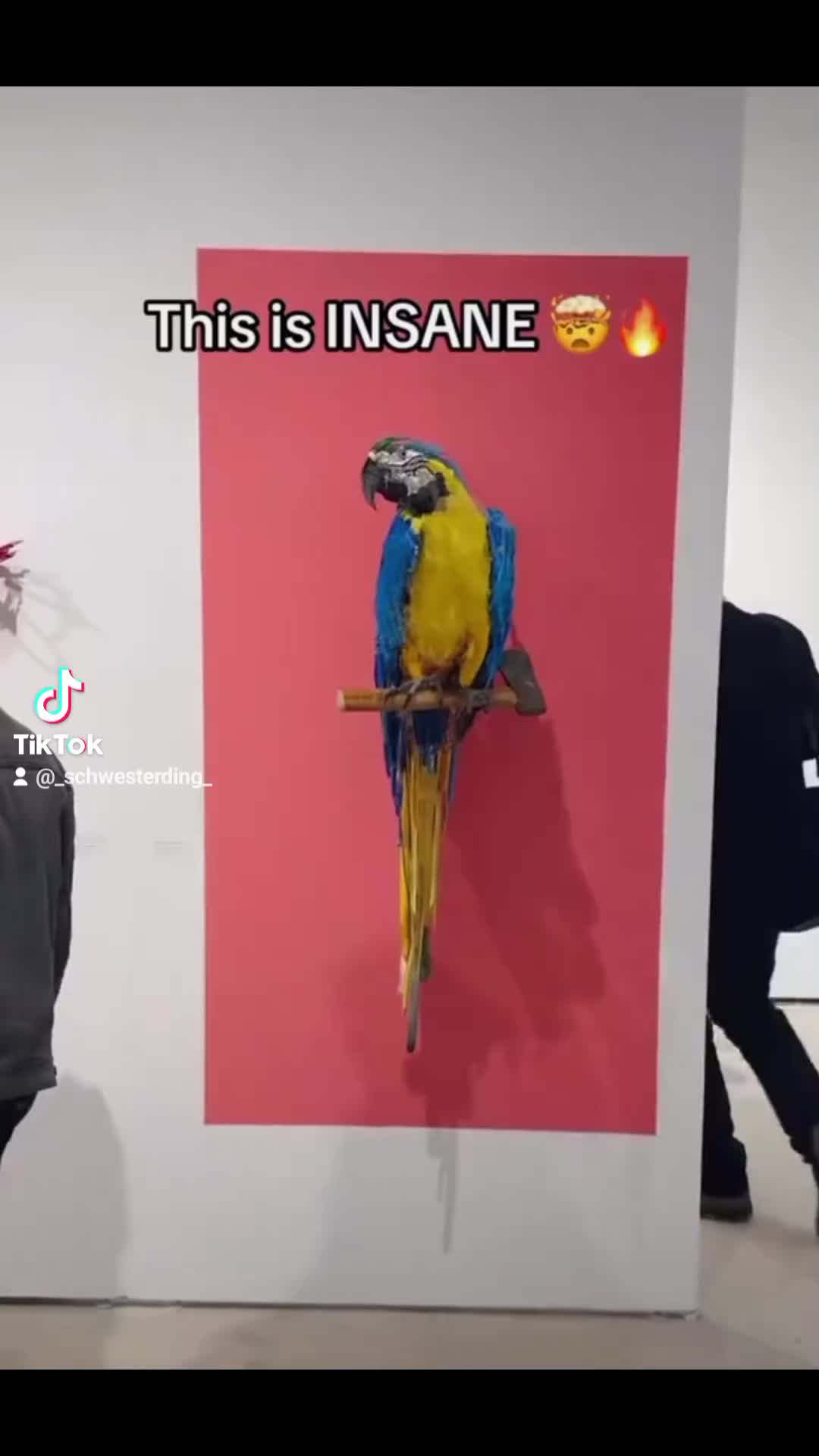 @Wetzi