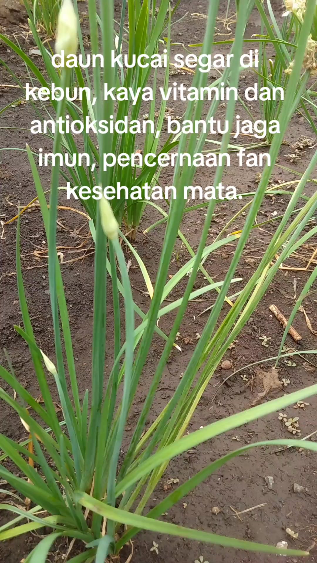 @reny glamur