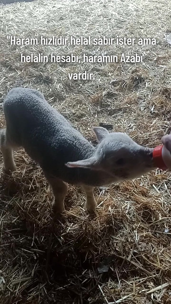 @Halimeyüce-10