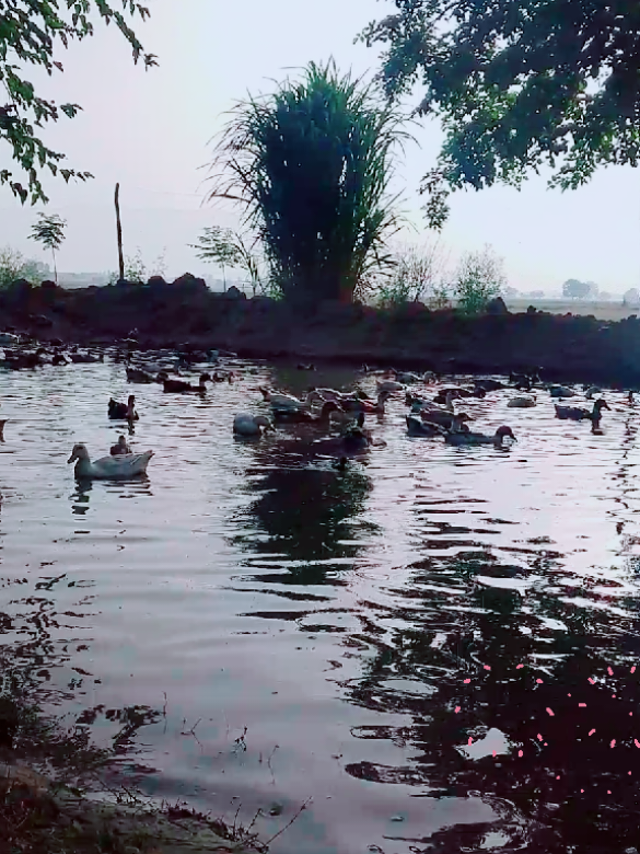 @Baig farmhouse