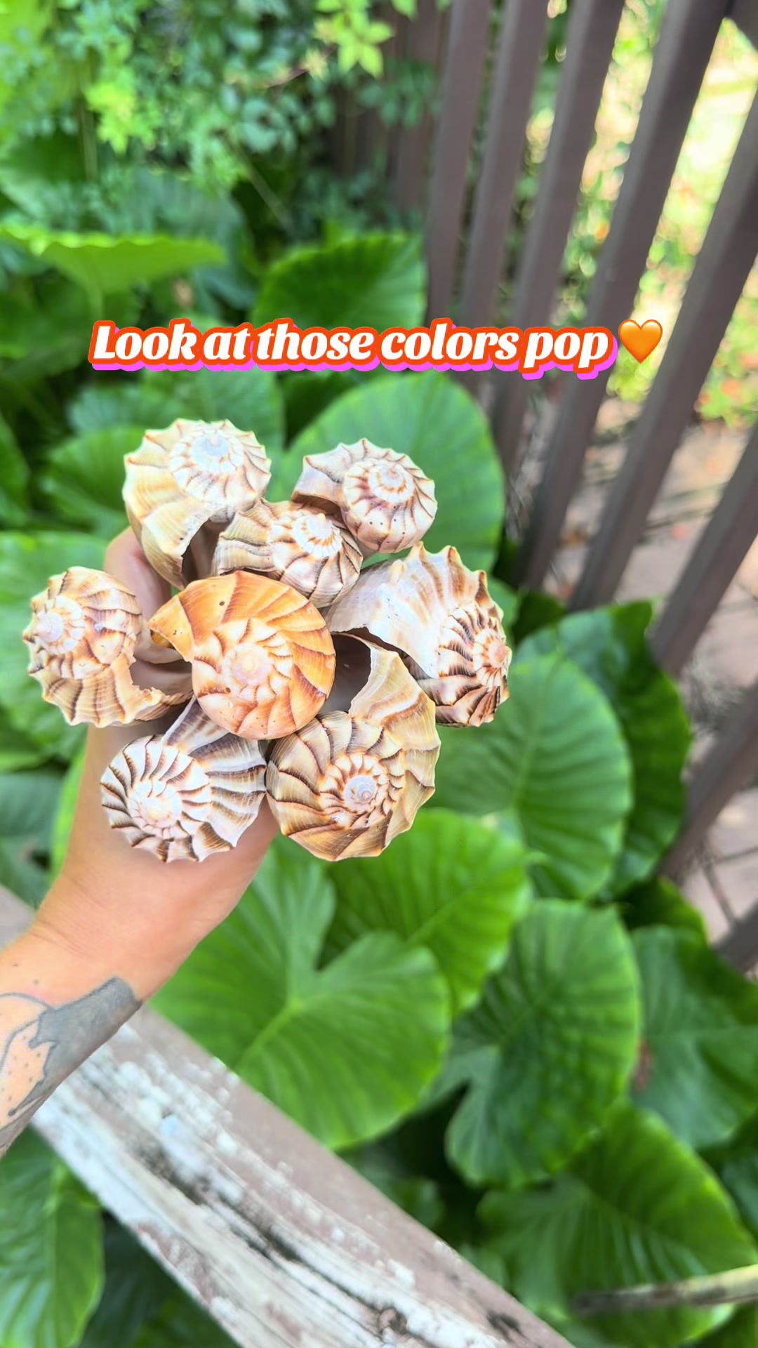 @Ashley Splashley🧜🏼♀️🌺🐚