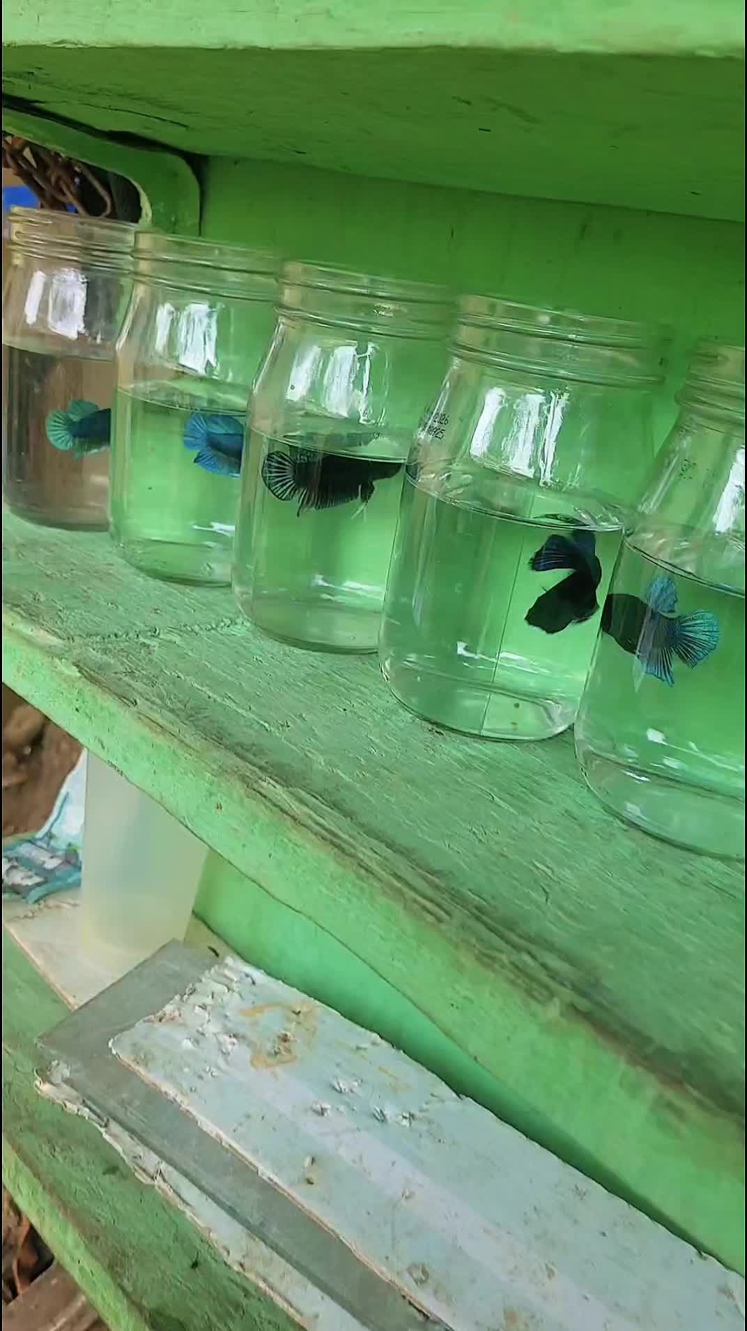 @Yorki Bettas