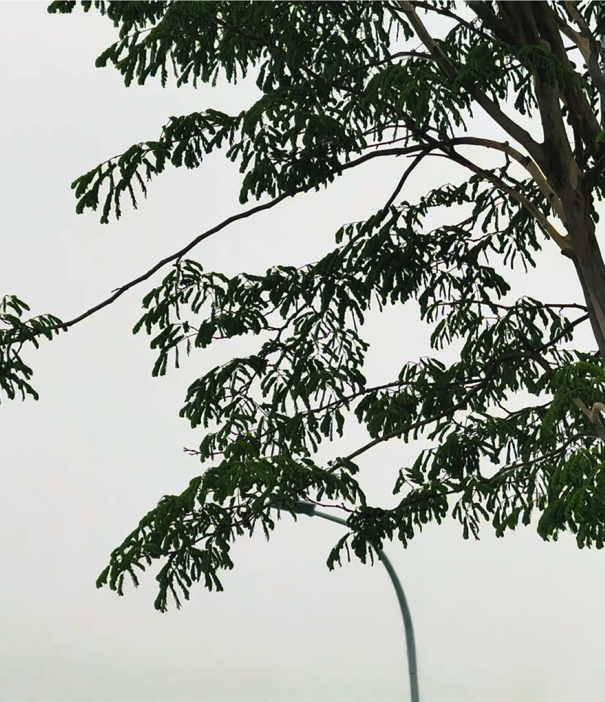 @প্রকৃতি 🍃