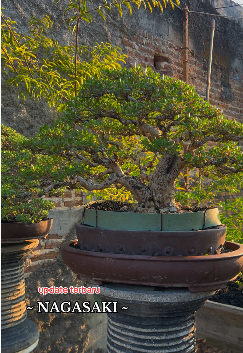 @warbonsai_purwodadi