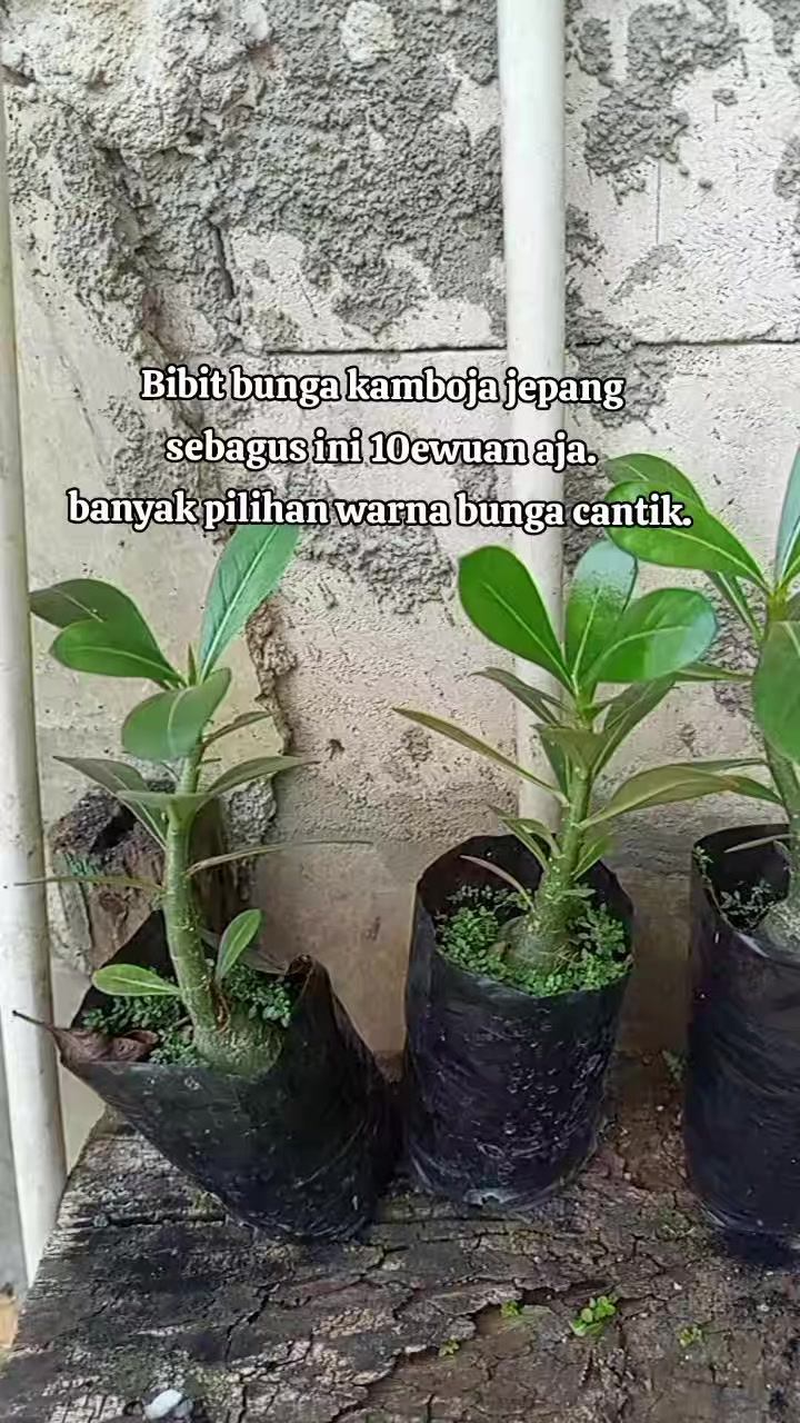 @eka