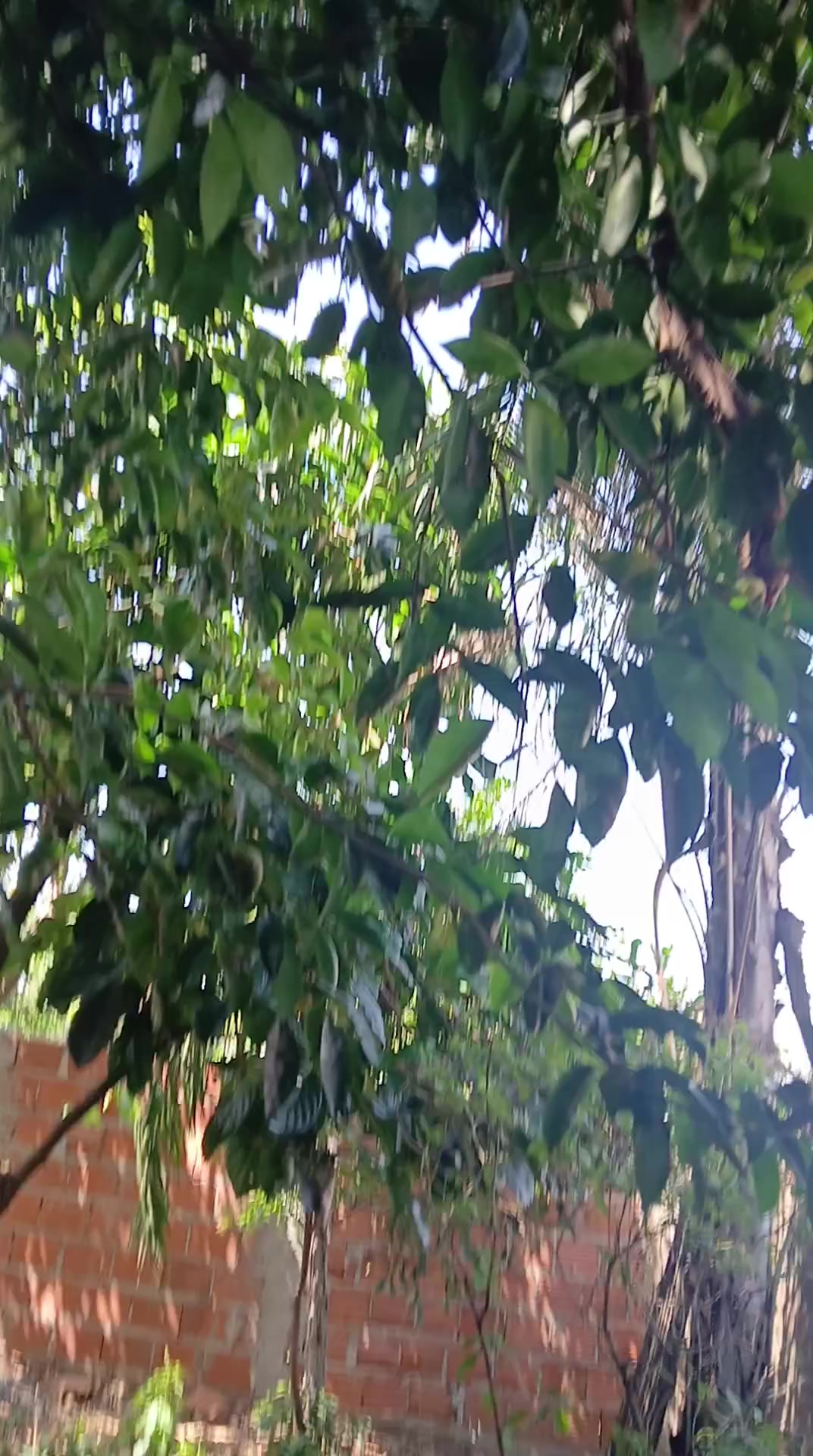 @lucineiarocha2412
