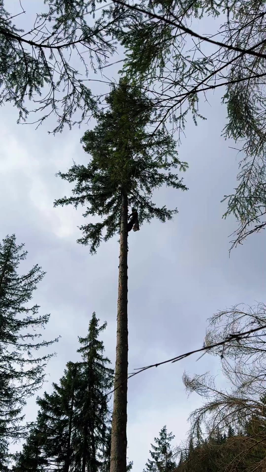 @forestexport