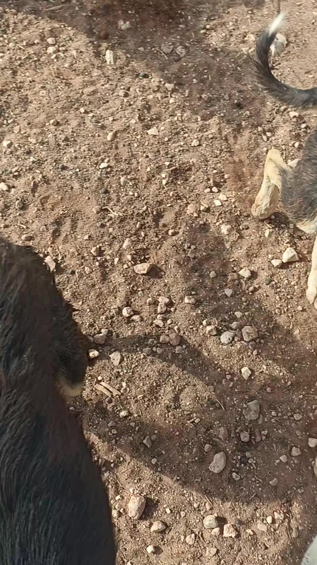 @الزعيم
