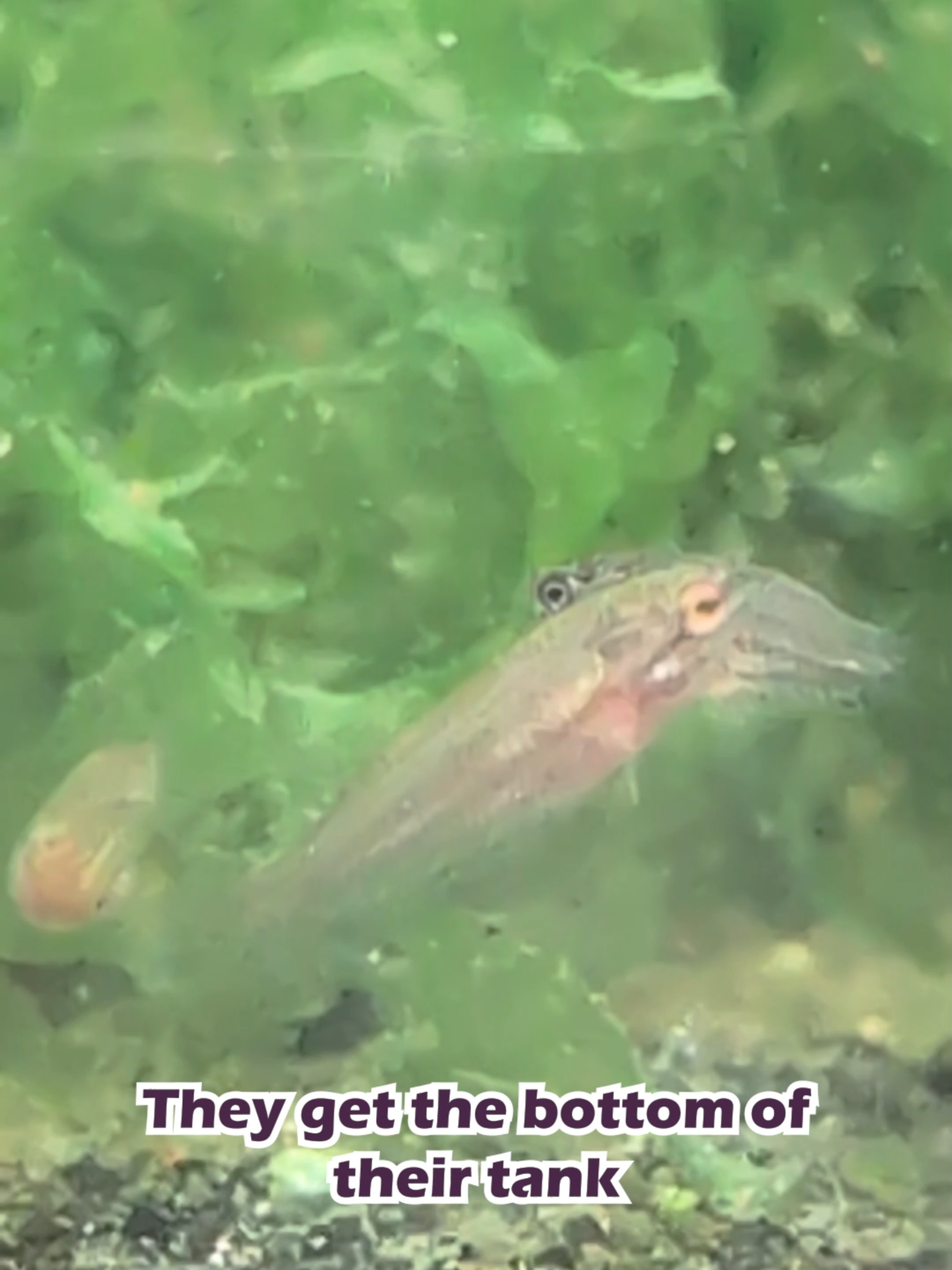 @Wicked Bettas