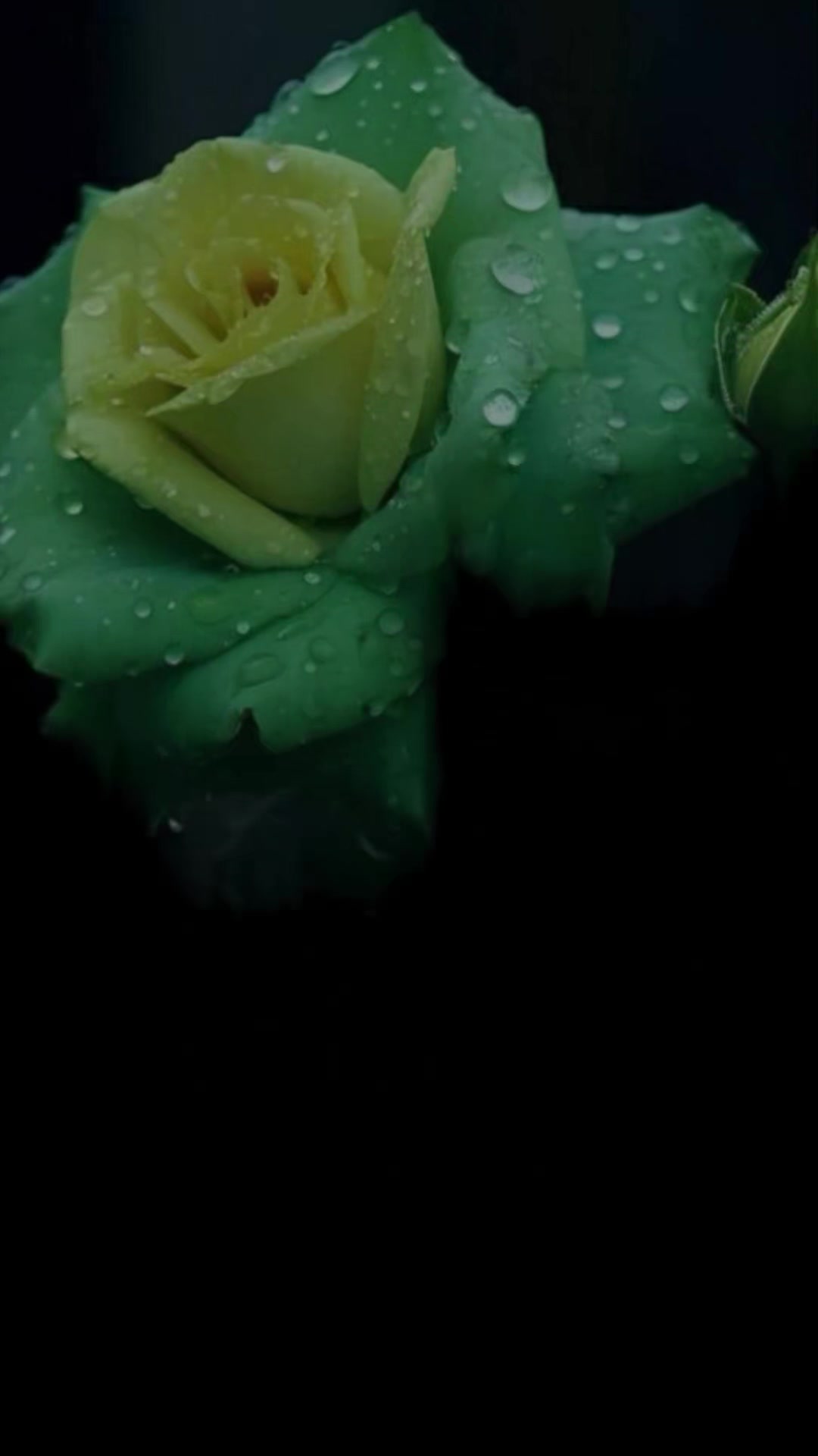@𝐁𝐊𝐖𝐑𝐈𝐓𝐄𝐒 🫶🌹🦜