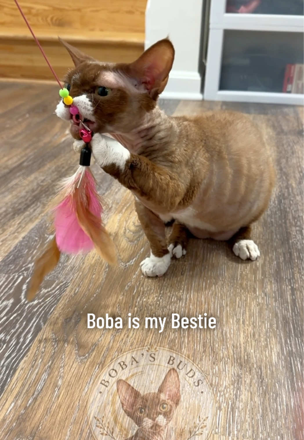 @Boba’s Buds Minskin Cats