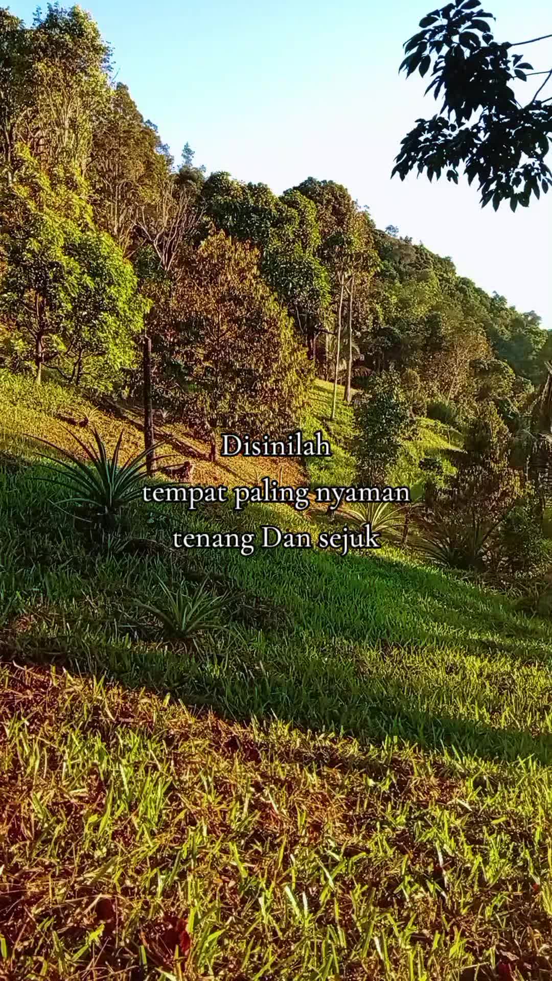 @ADY DURIAN FARM  🌳🚶