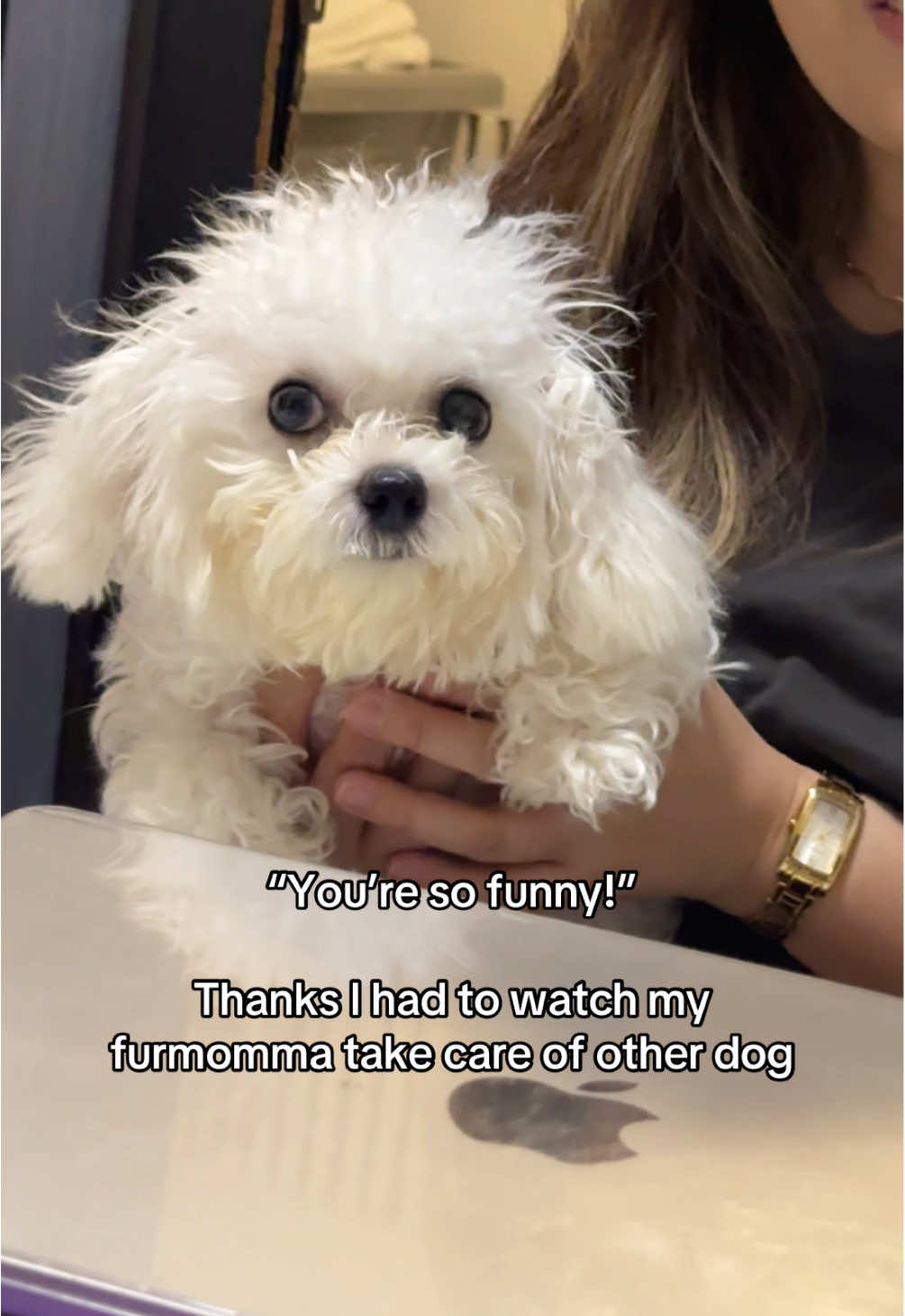 @CUCCI THE BICHON