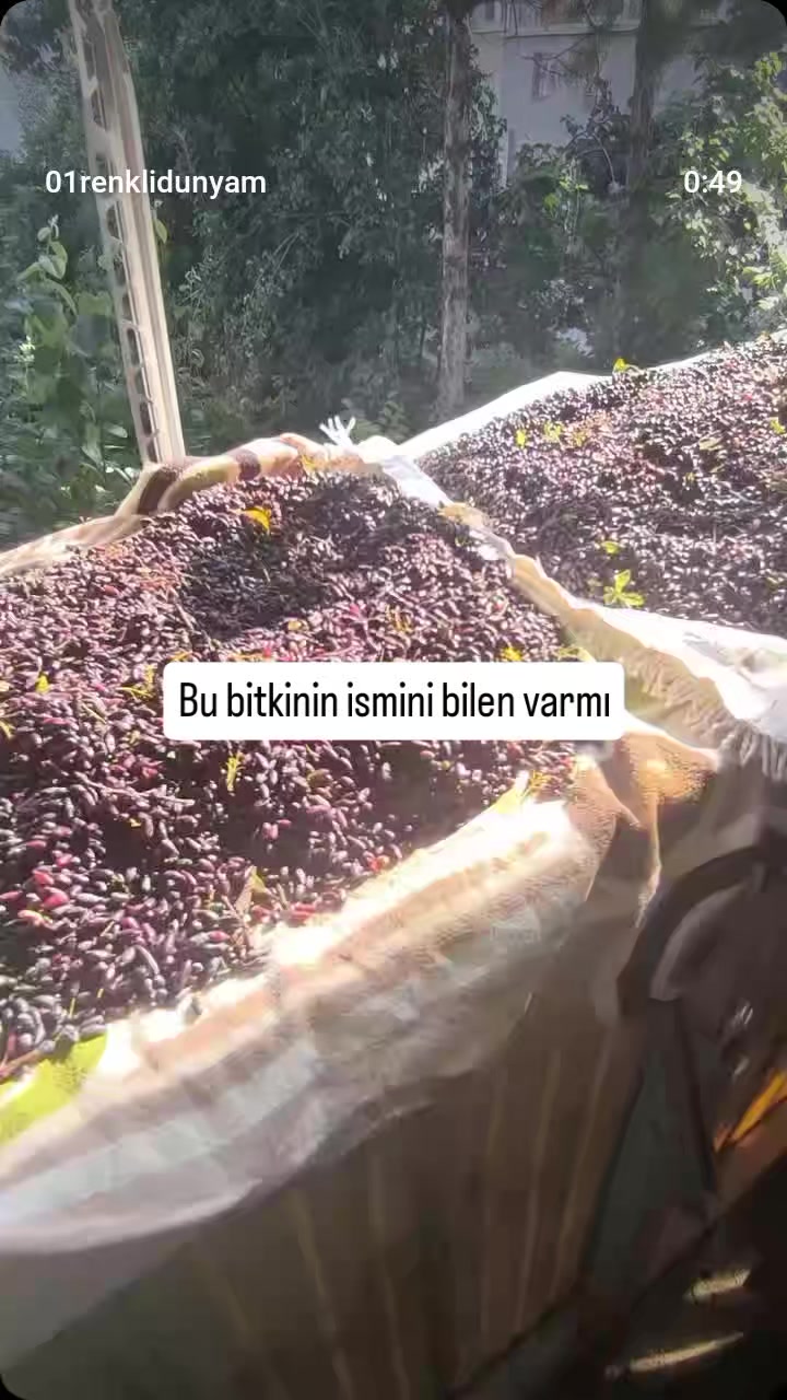 @&ouml;zlem g&uuml;ler