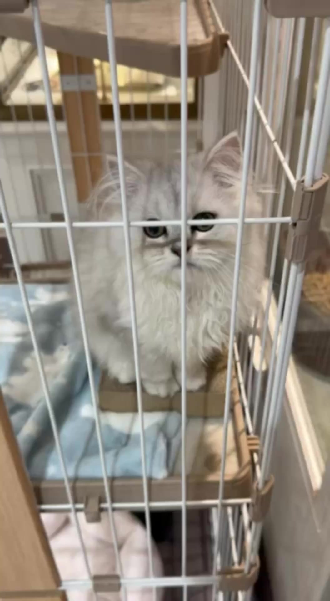 @kittens_uz