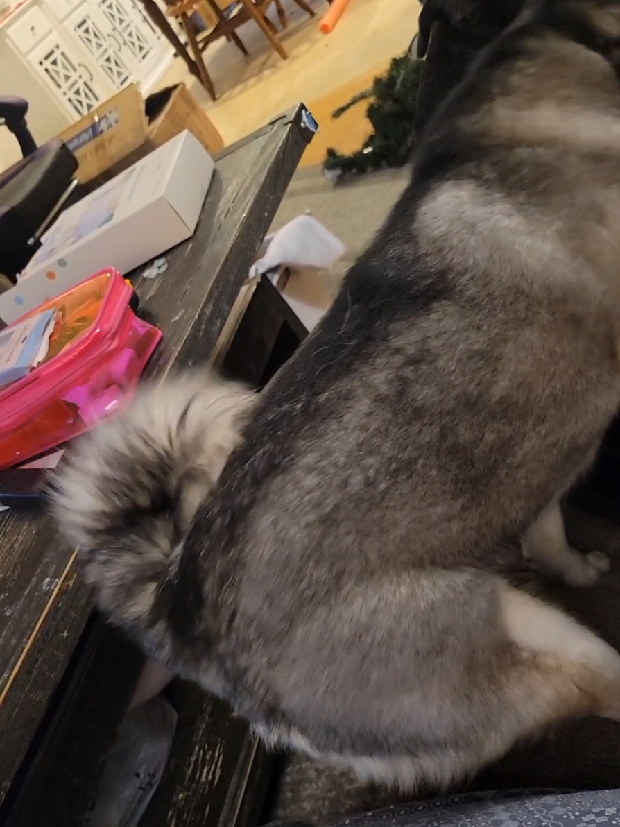 @Hersheytheminihusky