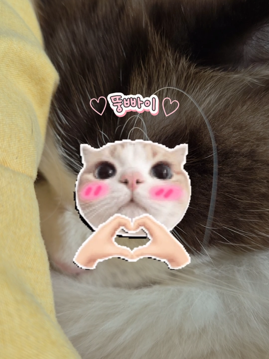 @ddoong2(๋ฑ์ด)