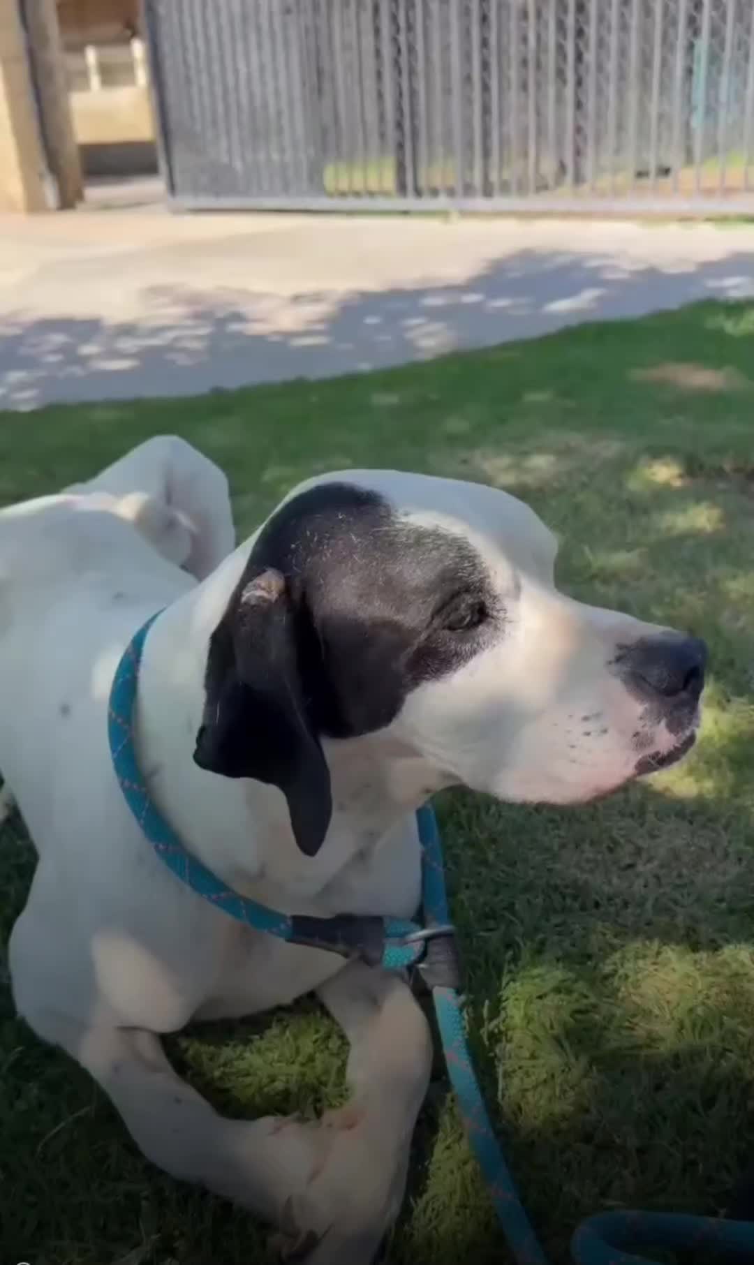 @Cane Corsos