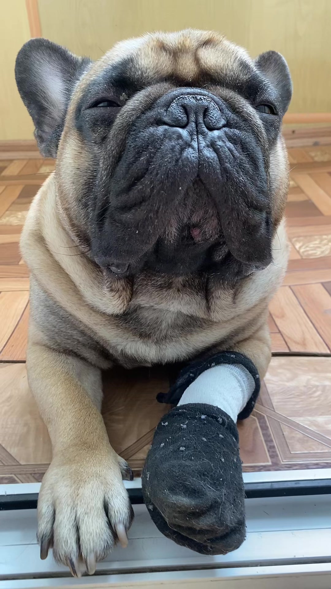 @_holly_bulls_
