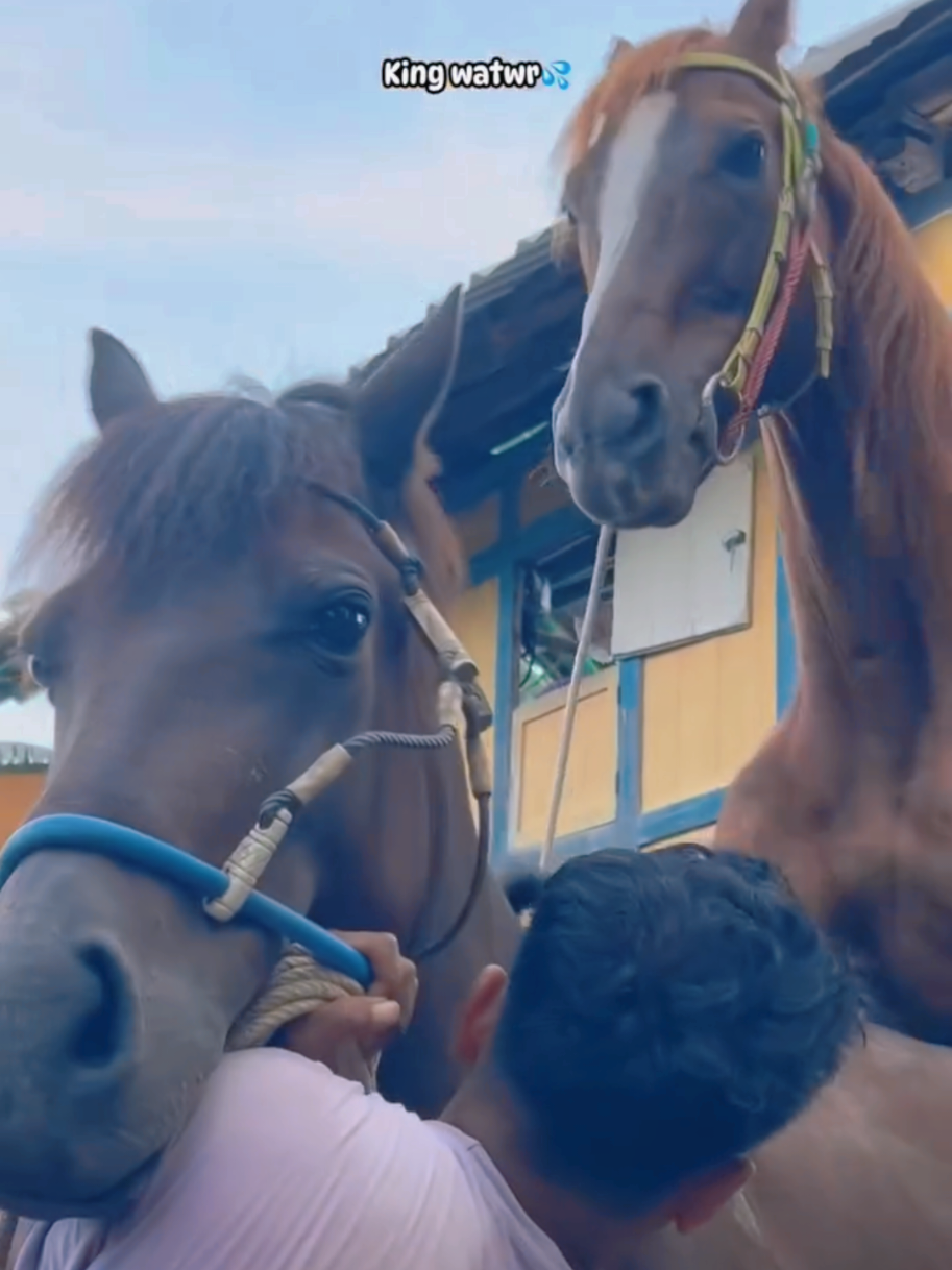 @Equine Cinematics