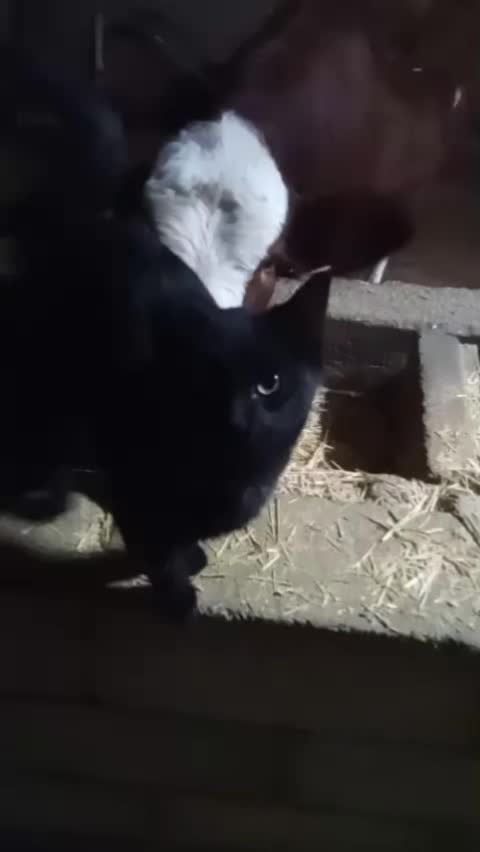 @kayaahmet50
